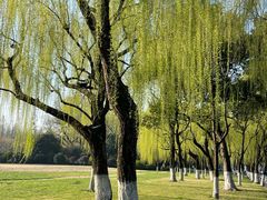 -柳浪闻莺公园