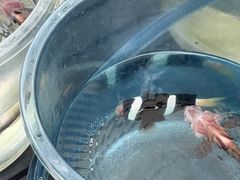 -小猫钓鱼海钓俱乐部(椰梦长廊店)