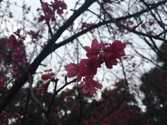 -金鸡山公园