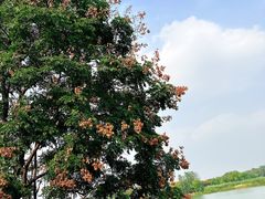 -扬州市茱萸湾风景区