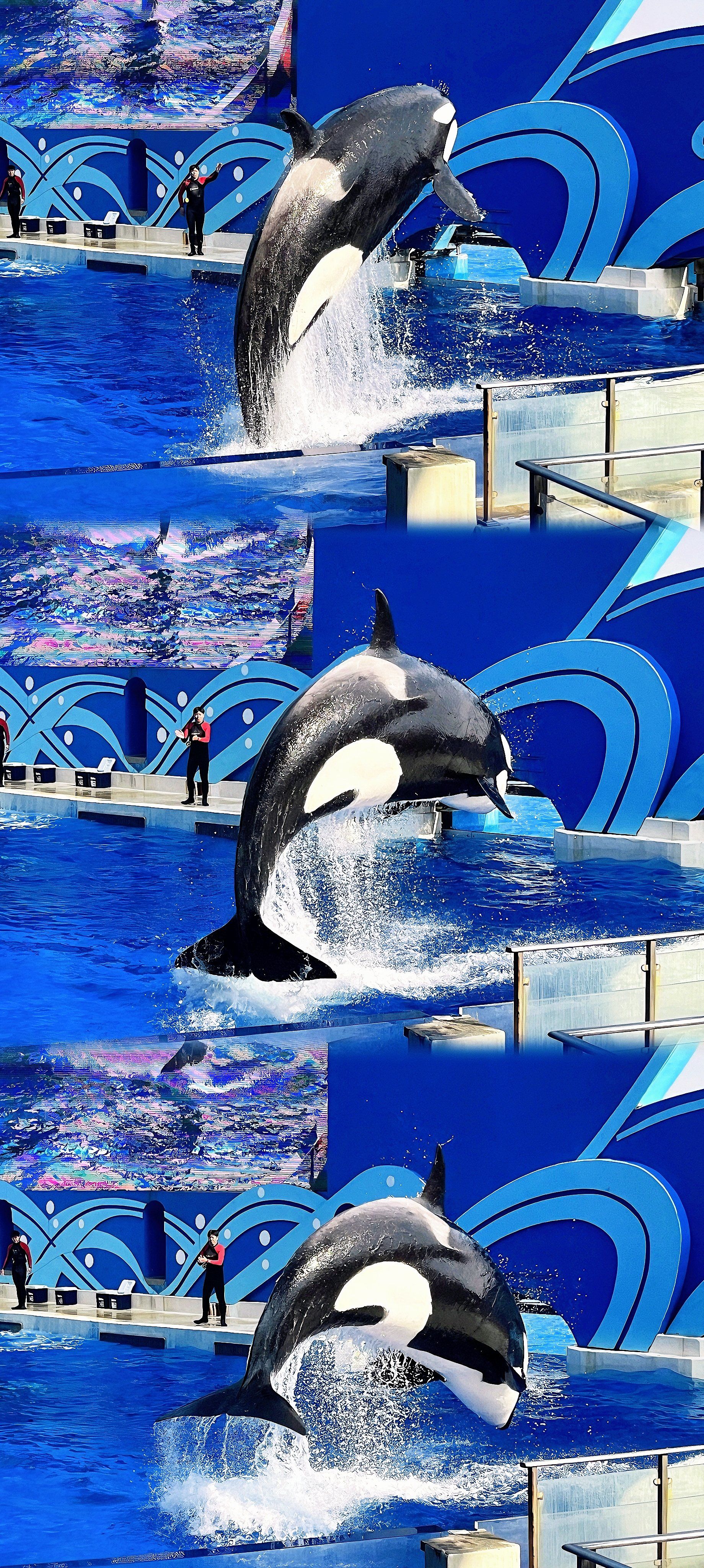 海底动物大集合啦