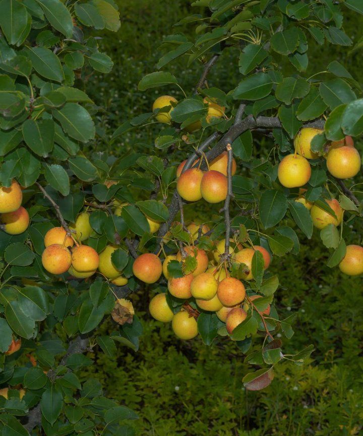 你们吃过这种火把梨吗!卖相好又好吃