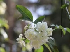 -四川大学(望江校区)