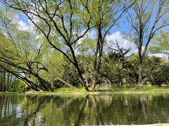 -上海共青森林公园