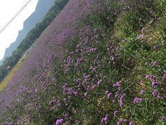 -北京东方普罗旺斯薰衣草庄园