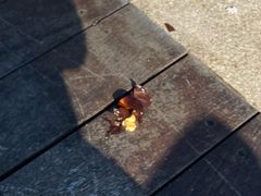 -瑰丽酒店·海吧·天际下午茶·现场DJ·天台酒吧