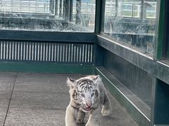 -秦皇岛野生动物园