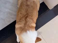 -宠福鑫康馨动物医院·骨科·眼科