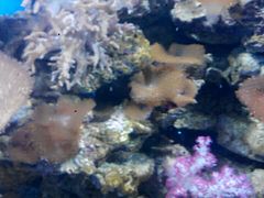 -芜湖新华联大白鲸海洋公园