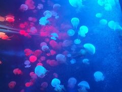 -福州罗源湾海洋世界旅游区