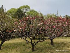 -莲花池公园
