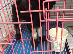 image-瑞派·关忠动物医院·猫专科·犬专科(三环新城店)
