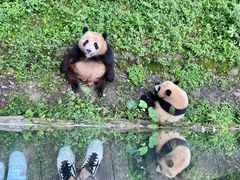 -都江堰中华大熊猫苑