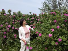 -密云玫瑰情园