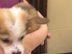 -德元·美联众合24小时动物医院(总院)