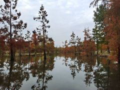 -上海长兴岛郊野公园