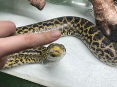 -广州长隆飞鸟乐园