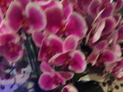 -北京汉斯特自助烤肉(临朐店)