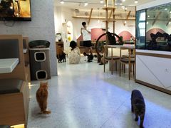 -喵园·猫主题咖啡厅·撸猫·猫咖(国贸店)
