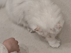 -共舞时光猫咖·狗咖(新街口店)
