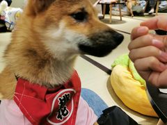 -逗柴咖啡屋·狗咖猫咖宠物桌游