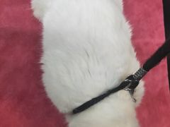 -美联众合动物医院(唯恩分院)