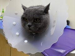-美联众合动物医院·24h京西诊疗中心