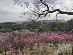 -无锡梅园公园