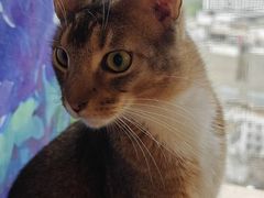 -喵小馆·猫咖狗咖猪咖·饮品店