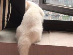 -佳雯宠物医院·皮肤科·内外科(春晓路分院)