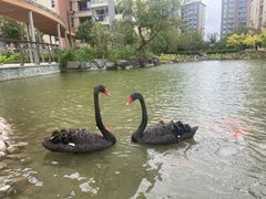 -梧桐人家中国太平国际健康颐养社区