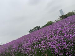 -深圳湾公园(南山区)