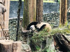 -都江堰中华大熊猫苑