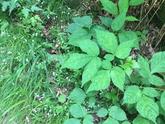 -青峰峡国家森林公园