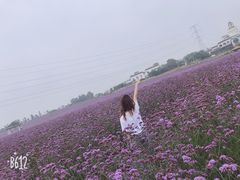-紫颐香薰山谷景区
