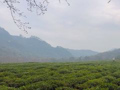 -中国茶叶博物馆(双峰馆区)
