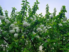-白塘生态植物园