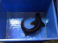 -荣德灶台鱼(圣泉寺店)