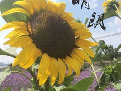 -北京东方普罗旺斯薰衣草庄园