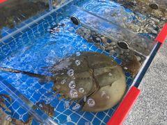 -洲晓鲜·舟山海鲜大排档(朱家尖风景区店)