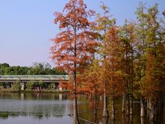 -白鹭湾湿地公园