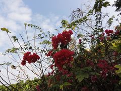 -优游吧斯邹族文化部落