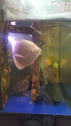 店内环境-胭脂猫京剧摄影