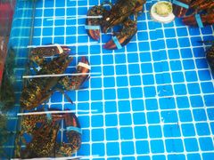 水产区-87号烧烤海鲜·大排档(金沙滩店)