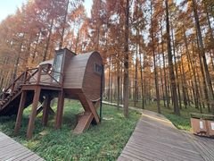 -黄海国家森林公园