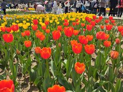 -苏州上方山国家森林公园