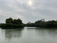 -大湾区中央湿地公园