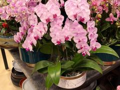 -双季花艺园艺市场(浦东店)