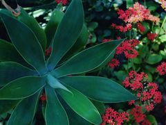 -深圳仙湖植物园