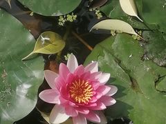 -莲湖公园